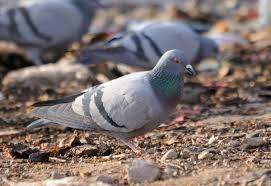 C'est une maladie du pigeon transmissible à l'homme. Solaas Anti Nuisibles Depigeonnage Entreprise De Lutte Et D Eloignement De Pigeons Moineaux