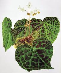 Using the total at the bottom of this page as an official count of endangered species of the world is not recommended. Begonia Yenyeniae Begoniaceae A New Species From Endau Rompin National Park Johor Malaysia