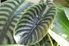 Wegen der vielen bilder kann das laden länger dauern. Pfeilblatter Alocasia Alokasie Sorten Und Pflege Gartenlexikon De