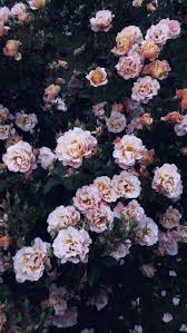 Flower Flowering Plant Garden Roses Floribunda Rose Plant In 2020 Nature Iphone Wallpaper Flower Wallpaper Floral Wallpaper