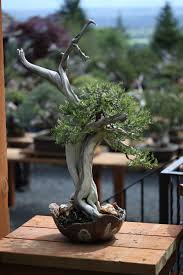 If your ficus leaves are turning brown at. Bonsai Tree Turning Brown Hgtv