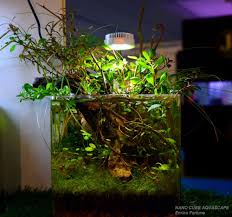 Nano Cube Aquascape Aquascape Aquarium Landscape Aquarium Garden