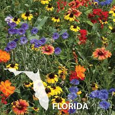 But did you check ebay? Florida Blend Wildflower Seed Urban Farmer