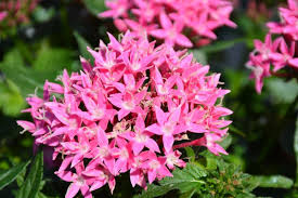 Image result for Pentas schumanniana