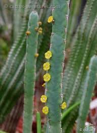 Image result for Euphorbia baylissii