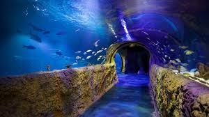 Sea Life Orlando Aquarium Pictures View Photos Images Of Sea Life Orlando Aquarium