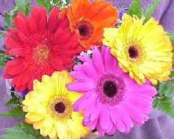 Flowers play an important role in ceremonies. Most Popular Flowers Like Rose Chrysanthemums Narcissus And More