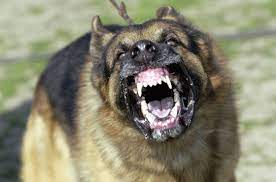 The Karachiite The 10 Deadliest Dog Breeds On The Planet