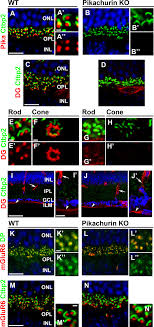 Pikachurin is required for the proper synaptic localization of DG in... |  Download Scientific Diagram