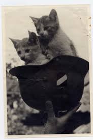 Two Kittens In A German War Helmet Hayvanlar Savas Sanat Fotografciligi