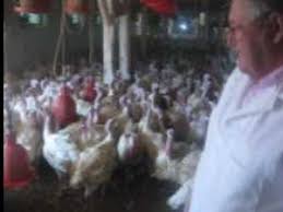 Porci pentru ingrășat 5 sfaturi pentru a i alege pe cei care iau mai repede in greutate. Local Afacere Cu Curcani Gigant Care Ajung La 30 De Kilograme In Jumatate De An Monitorul De Suceava Vineri 13 August 2010