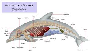 Dolphin Unit Study Dolphin Facts Marine Biology Dolphins