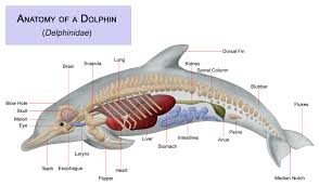 dolphin unit study dolphin facts marine biology dolphins