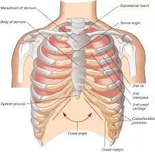 Spleen damage the spleen is used to filter red blood cells and hangs in the upper part of the abdomen. Is It Normal If The Bottom Part Of My Ribcage Can Pop Out Quora