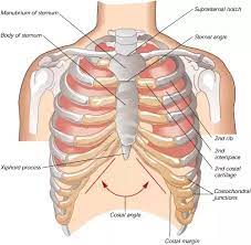 Splenic trauma is physical injury to the spleen, the lymphatic organ located in the upper left side of the abdomen just under the rib cage. Is It Normal If The Bottom Part Of My Ribcage Can Pop Out Quora