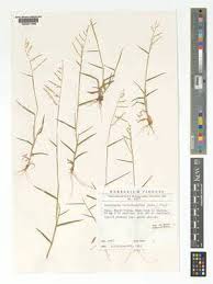 Image result for Urochloa villosa