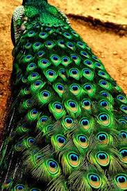 Join the 586 people who've already reviewed peacocks. Peacock Animals Beautiful Beautiful Birds Pet Birds