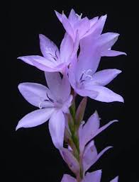 Perennials 10 Watsonia Marginata Seeds Indigenous South African Seeds Form South Africa Perennial Bu Perennial Bulbs South African Flowers Bulbous Plants