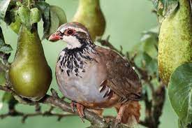 This opens in a new window. Partridge In A Pear Tree Photographic Print Art Com