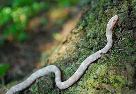 Celebrate World Snake Day With Adorable Baby Snakes Baby Snakes Corn Snake Snake