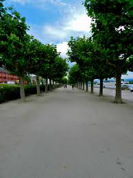 A Tunnel Of Trees By The Bank Of The Rhein River Mainz Germany By Luis Jacome To Learn More About Mainz Rh Mainz Germany Mainz The Beautiful Country