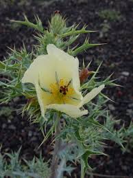 Image result for Argemone ochroleuca