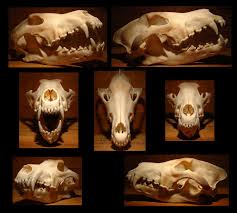 Pin By Isalys Moulin Du Lys On Tattoo Skull Reference Animal Skeletons Wolf Skull