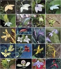 Image result for Neuracanthus africanus