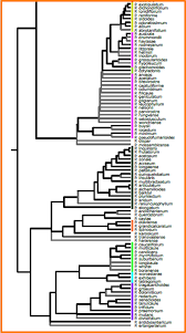 Image result for Pelargonium mossambicense