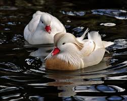 Black And White Wild Duck Species Couple White Mandarin Ducks The Mandarin Drake Aix Galericulata Is Known For Its Beautiful Colors But Mandarin Duck Wild Animals Photography Duck Species