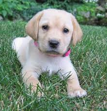Golden Labrador Puppies Google Search Golden Labrador Puppies Labrador Puppy Black Labrador Retriever