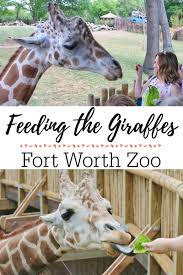 Save plaza premium lounge dallas fort worth international. Feed Giraffes At Fort Worth Zoo Life Family Joy