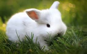 Find and download bunnies wallpapers wallpapers, total 27 desktop background. Cute Bunnies Wallpapers Wallpaper Cave