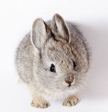 Pin By 1 573 639 8901 On For Thumper Animals Animals Beautiful Cute Animals