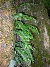 Image result for Arthropteris