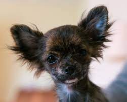 Vinny, and long haired white and black chihuahua. Hd Wallpaper Black And Brown Long Haired Chihuahua Dog Puppy Baby Face Wallpaper Flare