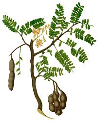 Image result for Englerodendron mengei