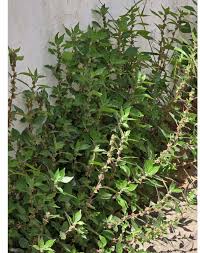 Image result for Parietaria