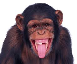 Check spelling or type a new query. Monkey Transparent Background Png Monkey Png Transparent Background Free Png Images Vector Psd Clipart Templates