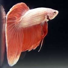 Live Betta Fish Male Rose Pearl Dragon Scale Veiltail Betta Betta Fish Fish