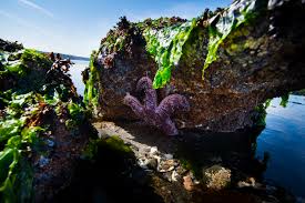 The park is notable for its marine wonderland: Beach Naturalist Program Seattle Aquarium
