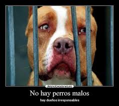 Resultado de imagen para no al maltrato pitbull