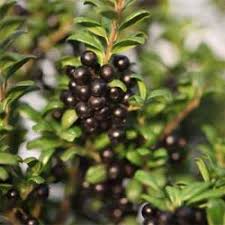 Full sun or partial shade. Cheap Japanese Holly Hedging Plants Online Buy Hedging Plants Online Hedging Essex