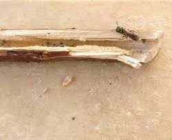 Raspberry is easy to grow and the harvest is abundant. Raspberry Canes And Carpenter Bees Osu Extension Service