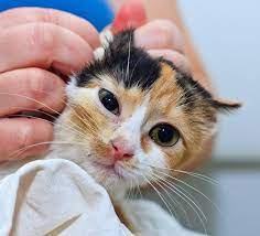 How Long Can A Calico Cat Live Life Expectancy Faqcats Com