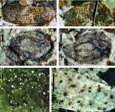 Image result for Icacinaceae