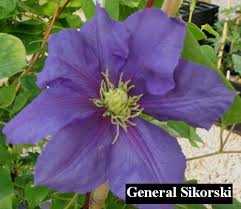 Complete your garden with beautiful clematis plants available at burpee. Pin By Randy On 123myclematis Clematis Vine Clematis Flowering Vines