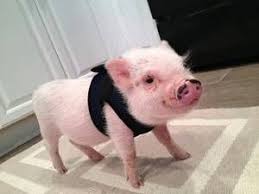South Florida Free Stuff Craigslist Pet Pigs Cute Animals Pets