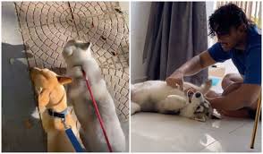 Ada ekor bukan binatang, ada kepala bukan manusia (jawapan tauge.) 212. Aku Yang Bela Bukan Kau Alicia Amin