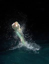 Welcome to Jake Jordan's Fishing Adventures